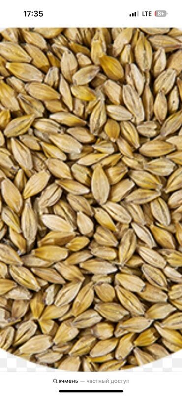 бишкек эмерек: Ячмень – цельное зерно
Ысык- колдун дандуу таза арпасы