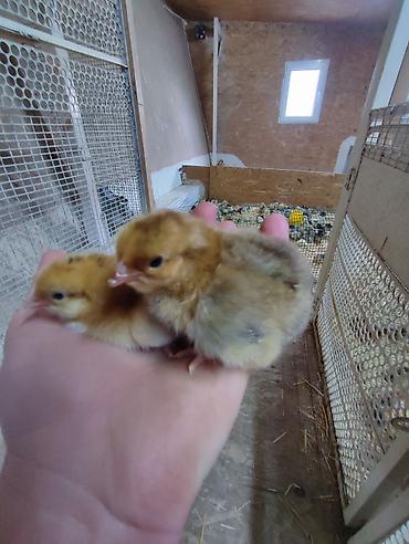 Куры, петухи: Продаю | Цыплята | Кучинская | Для разведения — 5