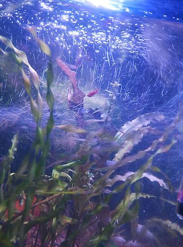 Аквариумы: Продаю аквариум полный комплект параметры: 51 см длина,высота 34 — 10