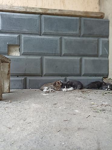 в добрые руки собаку: Котята, помет от домашней кошки: - Окрас: полосатые табби — 2