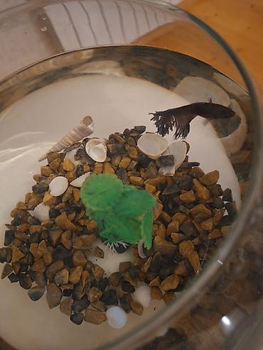 akvarim: Şüşə akvarium dəsti içindəki aksesuarlarla birlikdə satılır — 5