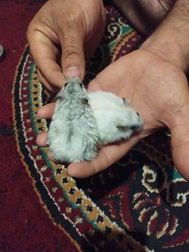 Gəmiricilər: Dwarf hamster cütlüyü - Növ: xırda cins (cütdə), yumşaq tüklü, qara — 3