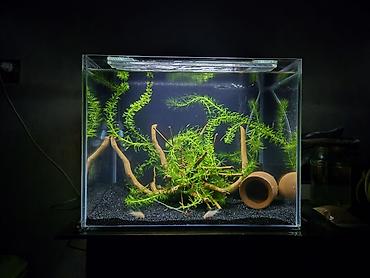 akvarium satilir: Dördbucaq akvarium, 60 l — 4