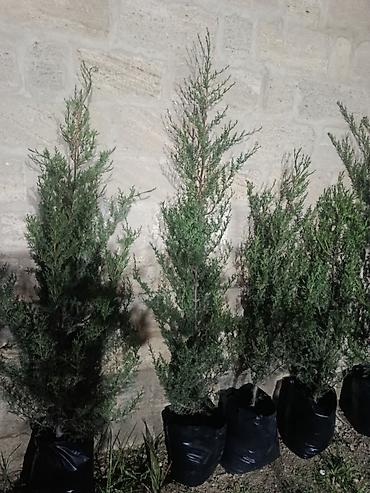 yoncanin qiymeti: Kiparis Şamı hər ölçüdə var — 3