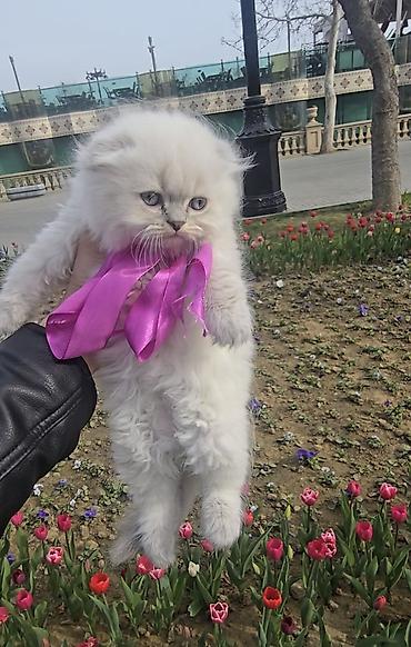 Pişiklər: Şotland yasti qulaq colir point erkey bala satişdadi.Fevralin 1 i — 6