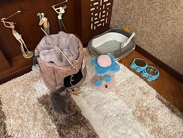 Pişiklər: Şotland — 5