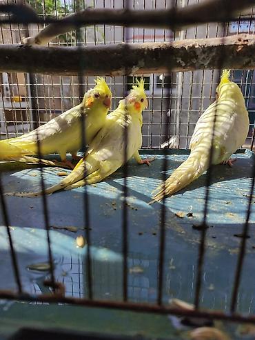 Tutuquşları: Korella 35 manattan bozlar sarilar 45-50 Azn qefesde var 15-20 Azn — 7