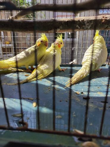 Tutuquşları: Bala korellalar 50 azn tam sağlam vitaminleri verilib