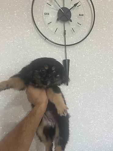 i̇sm: Pekines, 3 ay, Dişi, Peyvəndli, Pulsuz çatdırılma — 3