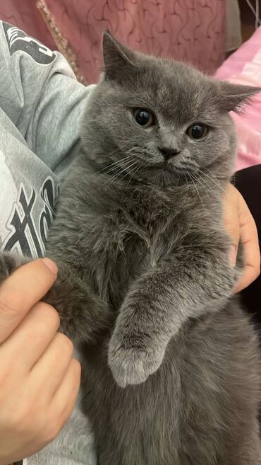 Pişiklər: Şotland, Erkək — 25