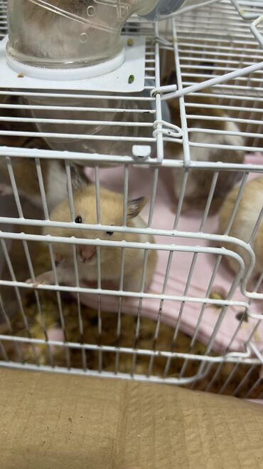 Gəmiricilər: Хомяки отдам за 1 манат! Кто желает напишите — 5