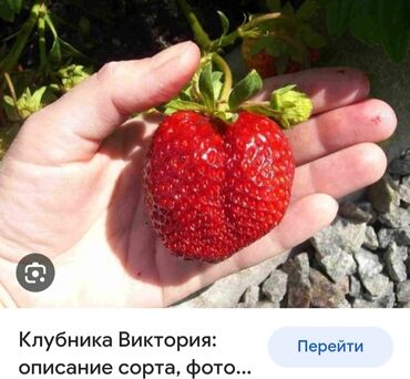 саженцы клубника опт саженцы клубника от производителя купить саженцы клубники оптом саженцы клубники оптовая саженцы клубники партия саженцы клубники азия опт саженцы клубники азия производитель саженцы клубники альба опт саженцы клубники прими п: Семена и саженцы Клубники, Платная доставка