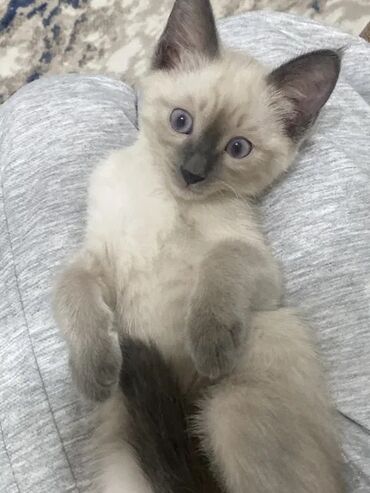 сколько стоит сфинкс кошка: Сиамская, 2 месяца, Девочка, Приучена к лотку