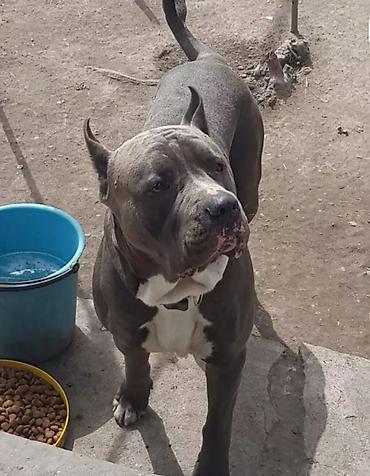 Продажа собак: Щенки кубинского питбультерьера, Подрощенные, 5 месяцев.,голубого — 10