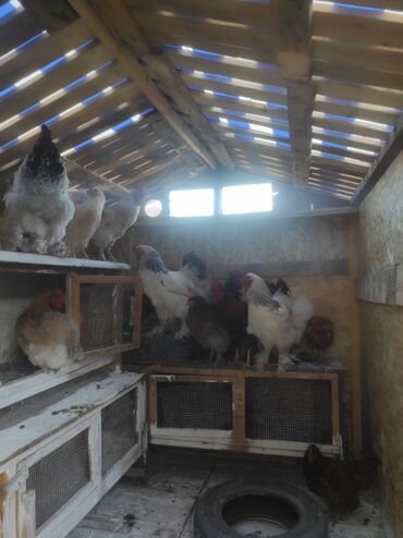 Куры, петухи: Продаю | Петух, Куры, Цыплята | Домашняя, Полубрама, Бойцовая | На забой, Для разведения, Несушки at lalafo.kg — 6 Куры, петухи: Продаю | Петух, Куры, Цыплята | Домашняя, Полубрама, Бойцовая | На забой, Для разведения, Несушки — 6