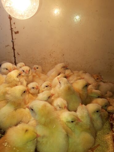 несушки курицы: Продаю | Цыплята, Инкубационные яйца | Леггорн, Кучинская | На забой, Для разведения, Несушки