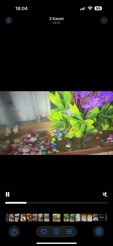 Akvarium aksessuar və ləvazimatları: Kütüm balıqlar yerim valaca oldugu üçün satoram 18-17 edəddir təcili — 9