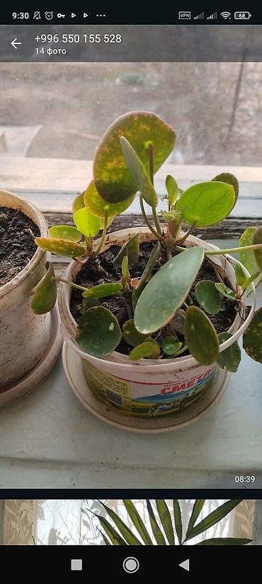 Другие комнатные растения: Комнатные растения — набор 1) Пальма комнатная (вероятно — 2