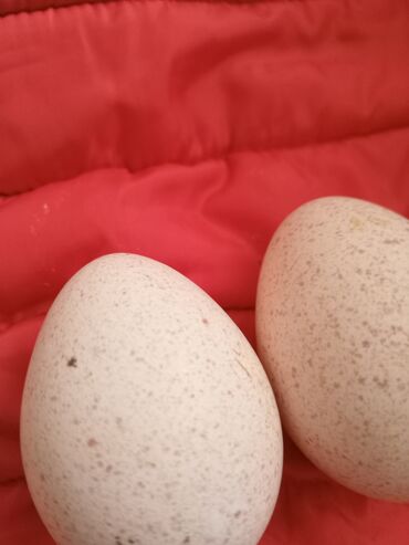 инкубационное яйцо бишкек: Индюшиные. яйца. порода. чёрный принц
