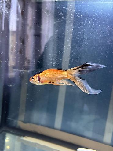 Akvariumlar: Salam. Satılır. Akvarium fabrik istehsalıdır. 80lt - dir. Filter 950F — 9
