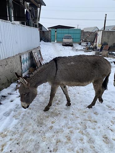 Другие с/х животные: Осел с серым окрасом шерсти, находящийся на заснеженной территории — 6