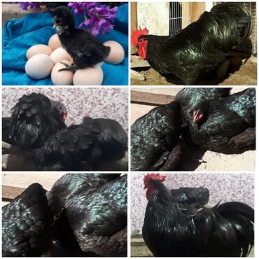Toyuqlar: Toyuq, Australorp, Damazlıq