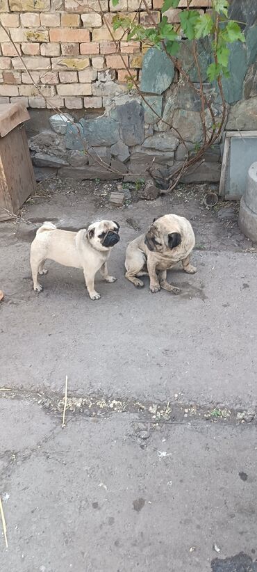 Продажа собак: Мопс, 1 год, Самка, С прививкой