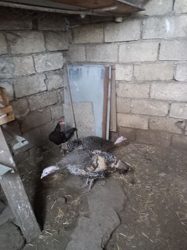 kanada hinduşka: Dişi, Damazlıq