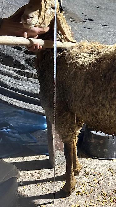 Баран, овца: Продаю | Баран (самец) | Арашан — 14