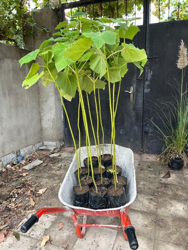 Ağaclar: Bağ bitkiləri – dekorativ ağac və kol sortları - Tulpan Maqnoliya — 21