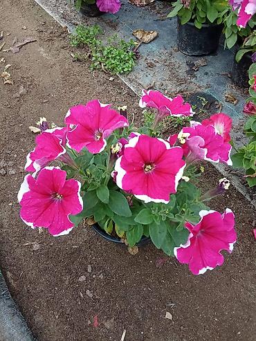 dibcək gul: Petuniya (Petunia) qablarda – müxtəlif rənglər - Rəng çeşidləri: tünd — 2