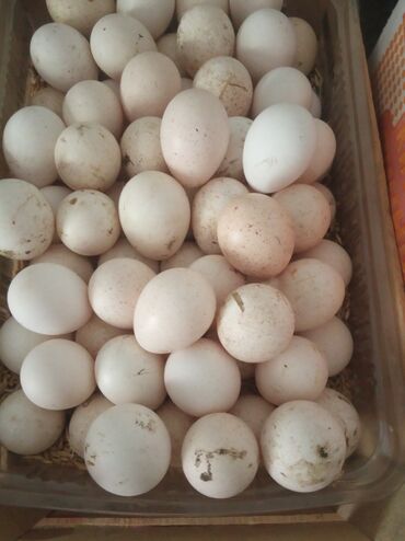 купить инкубационные яйца перепелов: Продаю | Инкубационные яйца | Для разведения
