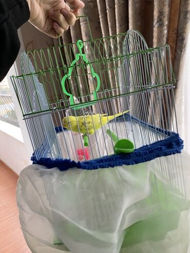 Qəfəslər: Iki dene oldugu ucun elde ciyinde durur oyresib satiram bunu qefesiyle