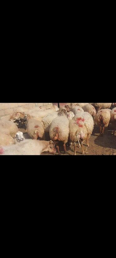 Qoyunlar, qoçlar: Satlır — 14