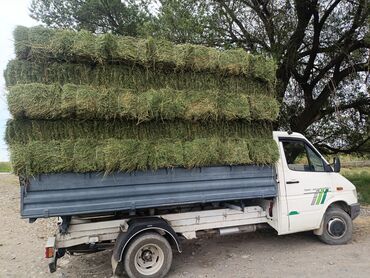 где купить кукурузу для попкорна в бишкеке: Продаю Чистый Клевер 1-2-3--кос Сухой Сеновал. Плотный Зелёный тюки