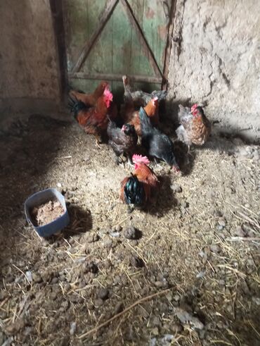 купить кошку бишкек: Продаю курей 6 куриц и 2 петуха