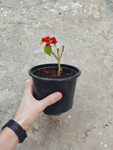dal darı: Salviya (Salvia) — dalamazkimilər (Lamiaceae) fəsiləsinə aid edilən — 2