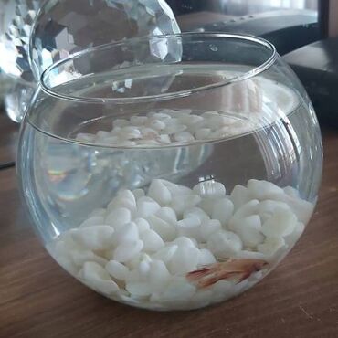 Balıqlar: Betta (Petuşok balığı), Ünvandan götürmə