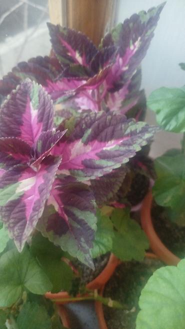 Герани и пеларгонии: Сортовой герандар сатылат. Баасы келишим турдо 300 сомдон жогору. - — 13