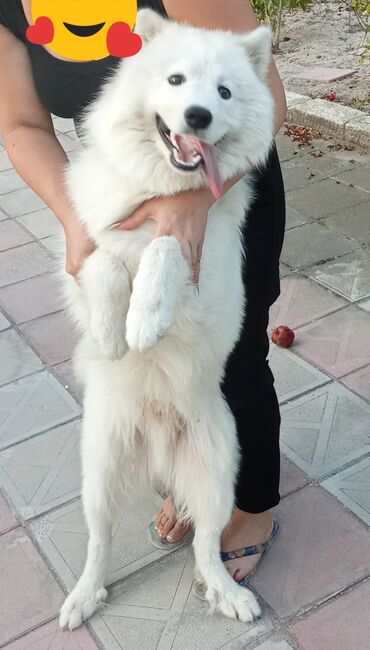 ovcarka satilir: Samoyed, 11 ay, Erkek