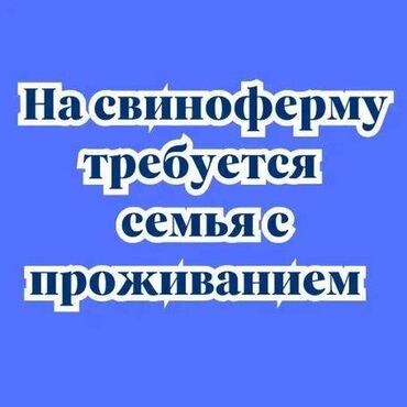 найти работу удаленно на дому: Требуется семья по уходу за свиньями с проживанием село Буденовка