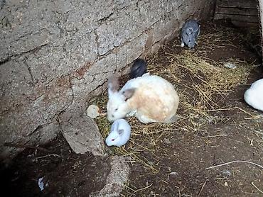balaca dovşan: Məhsul: Ev dovşanları (bir neçə fərqli rəng və ölçüdə) Təsvir: - — 4