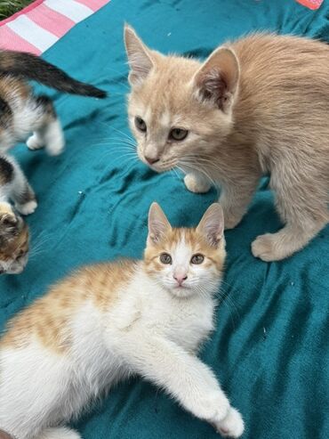 Продажа кошек: Очаровательный котенок с мягкой шерстью и любознательным взглядом — 11