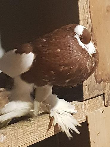 Pişiklər: Pişiklər -da lalafo.az — 15 Pişiklər: Pişiklər — 15