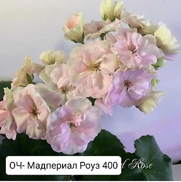 Герани и пеларгонии: Пеларгонии (герани) сортовые — детки в стаканчиках. Доступные сорта — 12