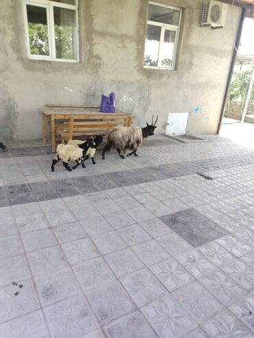 halep keçisi satilir: Dişi, Hələb, il: 1, Damazlıq