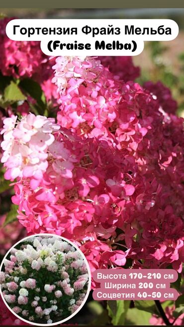 свети: Гортензия метельчатая Fraise Melba (Фрайз Мельба) Hydrangea