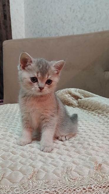 Pişiklər: Britan — 2