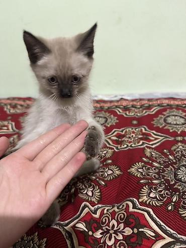 Продажа кошек: Котёнок с колор‑поинт окрасом (светлое тело, тёмная мордочка, ушки — 1