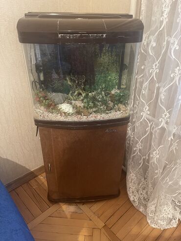 Поводки, шлейки и ошейники: Akvarium satılır